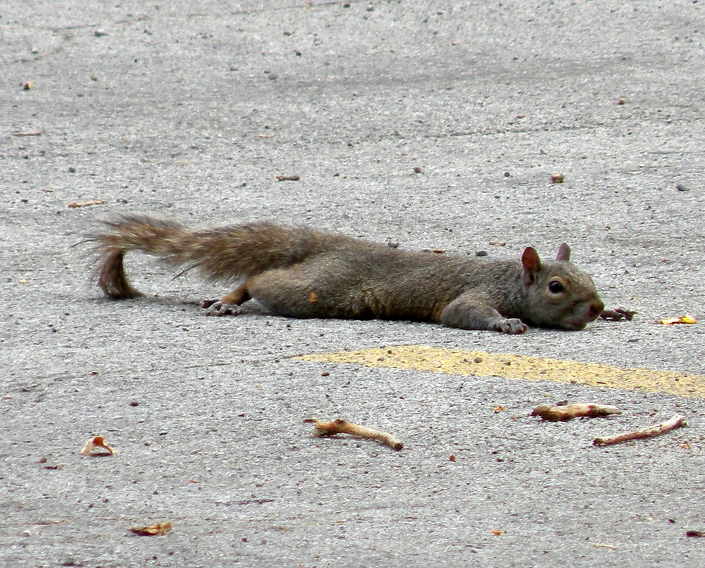 Typewriter Rodeo Squirrels Cooling Off By Laying Flat On Concrete