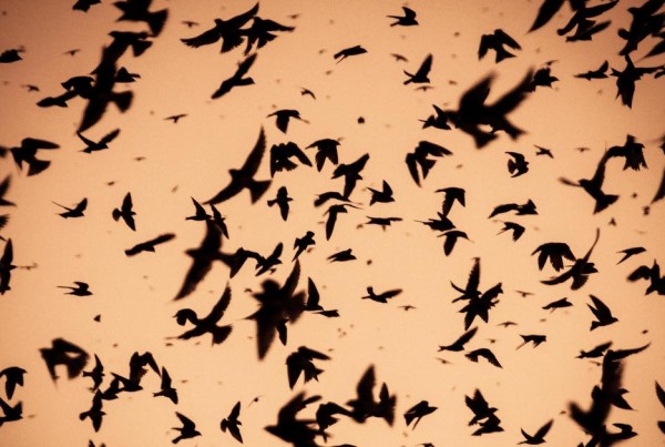 Sorry, Bats: Purple Martins Rule Austin Skies in the Summer