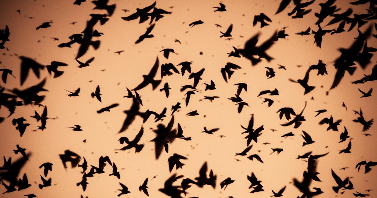 Purple Martins hit the sky at dusk in this 2013 image captured at Austin's Highland Mall.
flickr.com/annharkness
