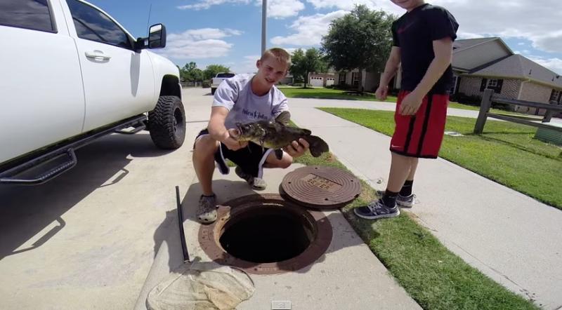 Kyle Nagley estimates he's caught about 500 fish in his sewer drain.
Youtube