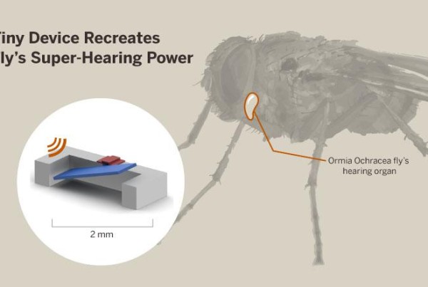 You Can Thank This Fly for Advances in Hearing Aid Technology