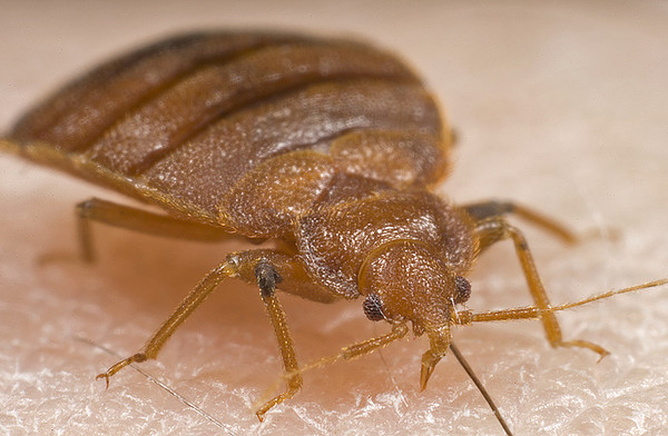 Everything You’ve Been Itching to Know About Bed Bugs