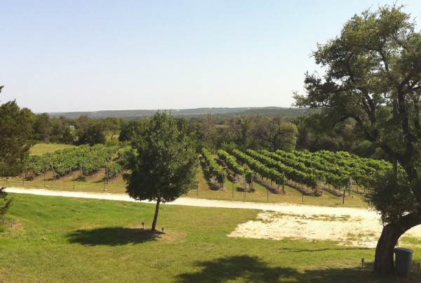 Texas Is Set To Become A Leading Wine Producer
