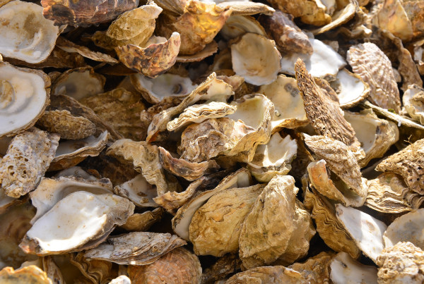 Texas Considers New Regulations To Restore Oyster Habitat