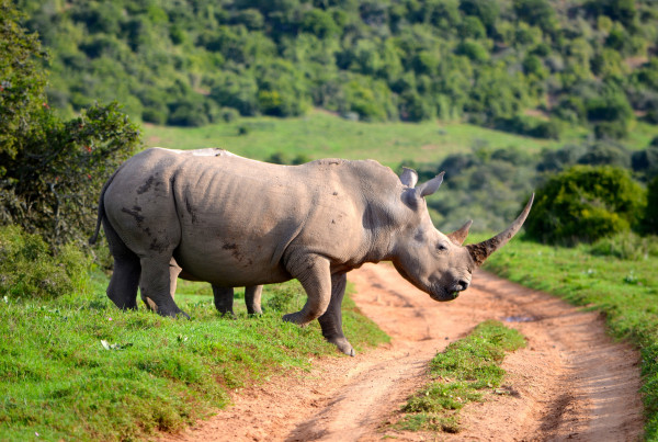 Why Endangered Rhinos Could Find a New Home in South Texas