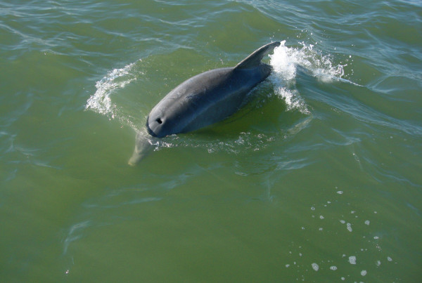 Scientists Say BP Spill Killed Dolphins, BP Says No It Didn’t
