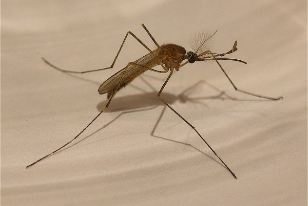 Heavy Rainfall Hatches More Mosquitoes