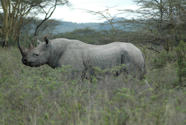 Texan Shoots Endangered Black Rhino, Says A Benefit to Rhino Conservation