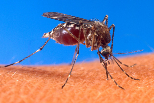 This Mosquito Will Make You Run Out And Buy Bug Spray