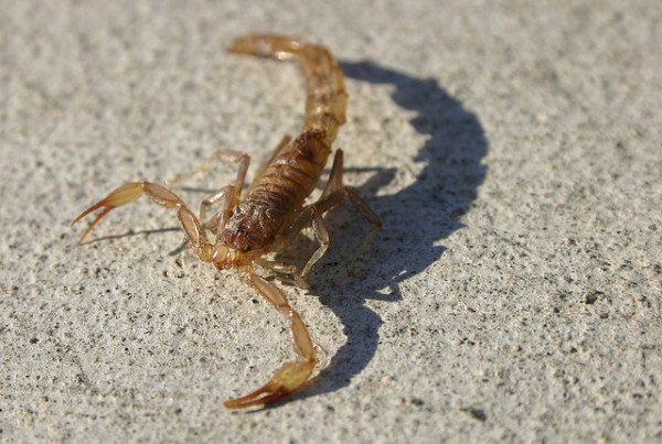 What’s the Deal with Scorpions?