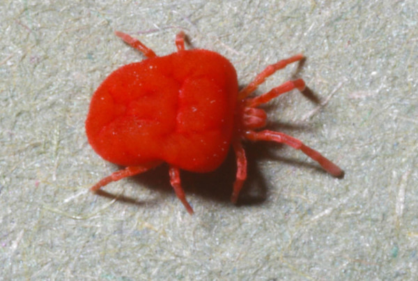 Everything You Need to Know About Chiggers