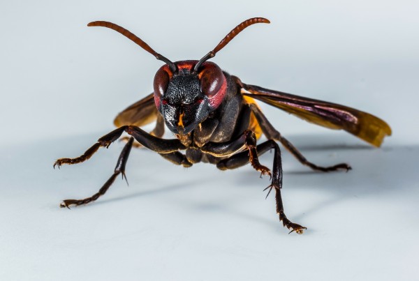 How a French Wasp Could Tighten Border Security