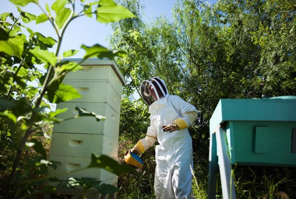 The Buzz of Bees in Texas Backyards