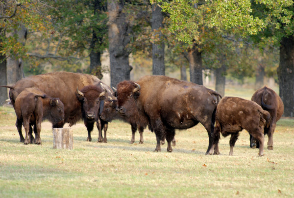 How Bison Helped Create an Economic Boom for One North Texas Town