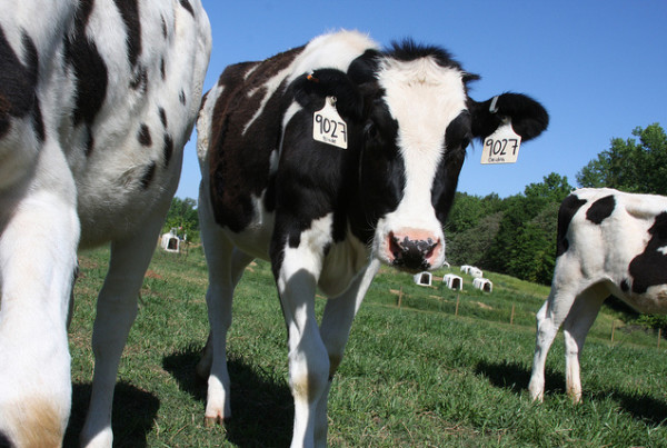Can Texas’ Dairy Farmers Beat the Heat?