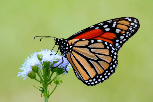 How To Bring Monarch Butterflies Back to Texas