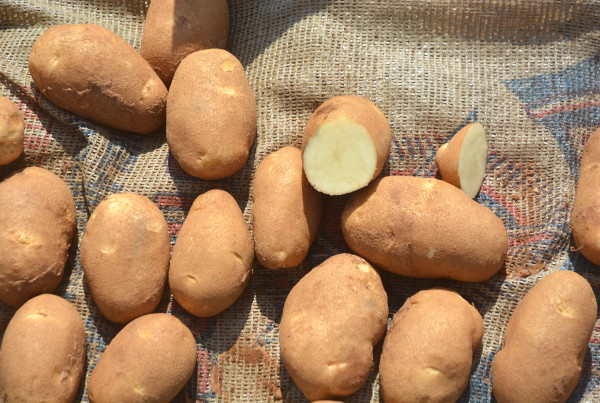 Can A&M Engineer a Better Potato?