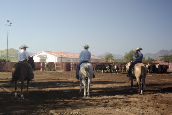 Cutting Horse Competition Brings Together Ranch Hands to Test Skills