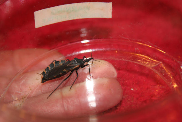 Is the Risk of Chagas Disease Rising in Texas?