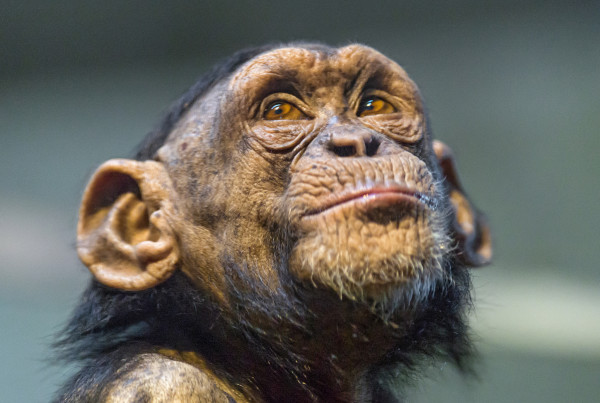Once This Research Ends, What Happens to the Chimps?