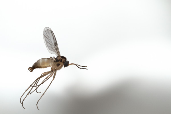 How to Avoid, Or Get Rid Of, Fungus Gnats