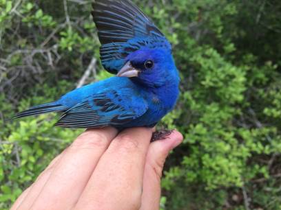 Migrating Songbirds Are Bringing New Ticks to Texas