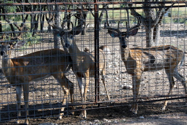 TPWD Hesitant To Blame Licensing Decline On Chronic Wasting Disease