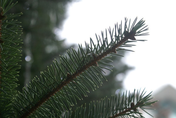 No Christmas Tree Hunt This Year as Preserve Changes Conservation Approach