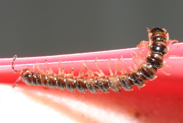 Why You Might Be Finding Millipedes in Your House