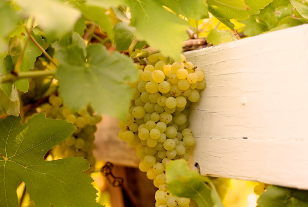 Record Rainfalls Helped Texas Grapes Turn Water Into Wine
