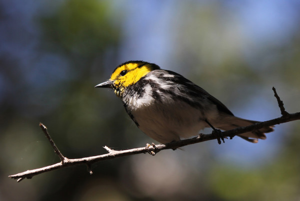 A Little Bird Stirs Big Controversy In Conflicting Studies