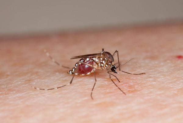 Why Texas is a Hotbed For Tropical Diseases