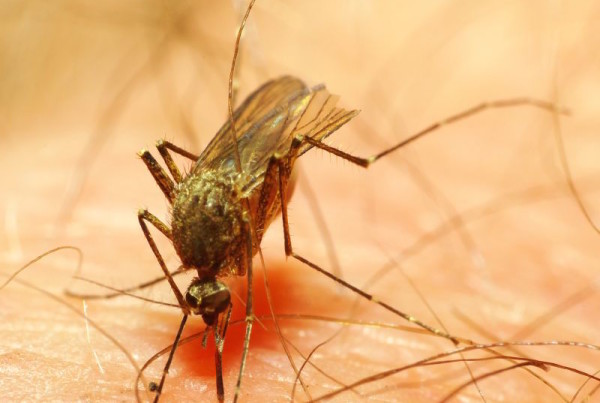 A Virus Called Uncontrollable in Brazil Could be Coming to Texas