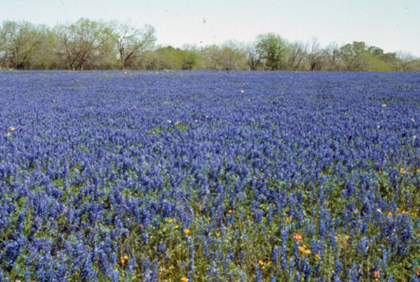 Four Tips For Taking The Best Bluebonnet Photos
