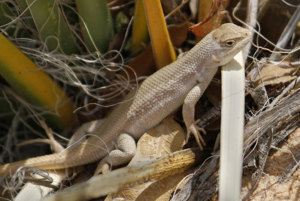 Why Were Oil & Gas Companies In Charge Of Saving This Rare Lizard?