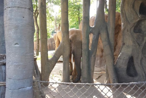 Dallas Zoo’s Imported Elephants Prepare For Debut, But Activists Aren’t Backing Down