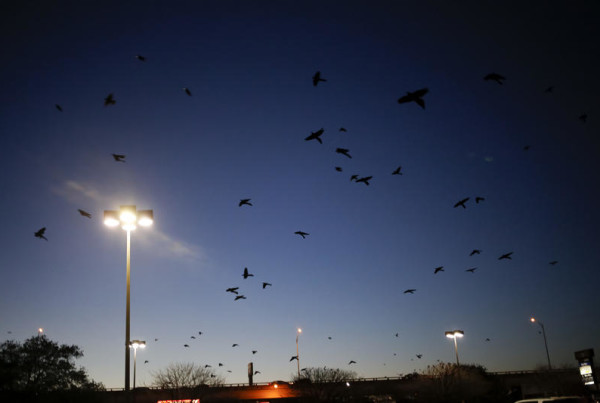 Why Do Grackles Flock To Grocery Store Parking Lots at Dusk?