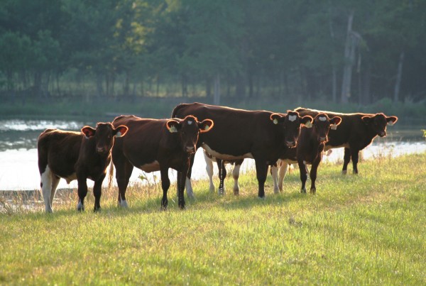 Where Do You Go to Get Your Cattle Ranching Tips?