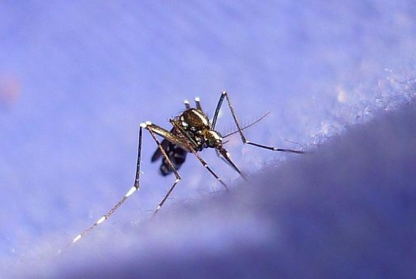 How Texas’ Fetal Tissue Laws Are Helping Researchers Develop a Zika Vaccine