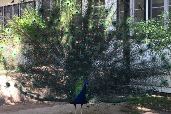 A Peacock’s Tale: How These Colorful Birds Came to Be in Texas