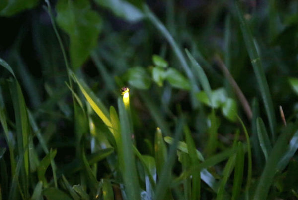 There Are Tons of Fireflies In Central Texas This Year. Here’s Why.
