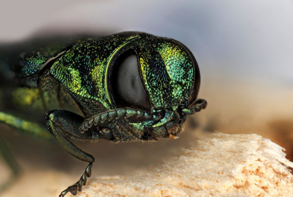 The Remedy for These Tree-Killing Beetles Might Haunt Your Dreams