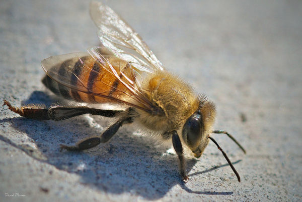 Killer Bees: A Scientific Experiment Gone Wrong