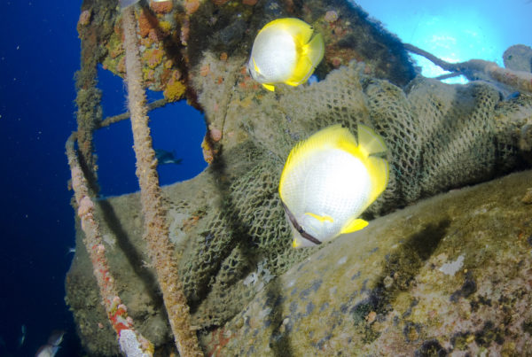 Texas Parks & Wildlife are Making an Artificial Reef Habitat