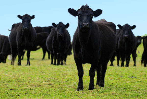 With Record-Low Beef Prices, This is Where the Cattle Industry Stands