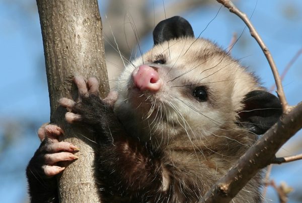 That Time I Thought a Neighborhood Possum was a Zoo Fugitive