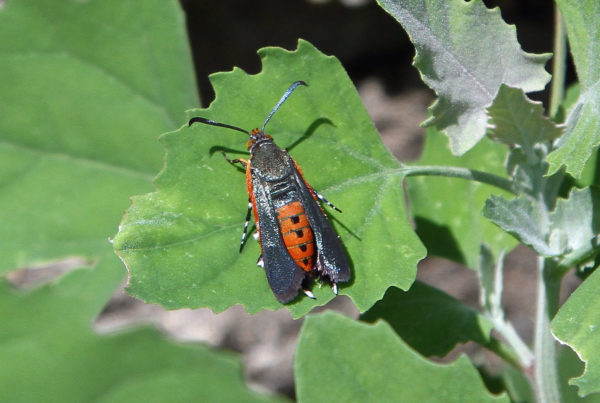 These Bugs Could Squash Your Summer Garden Plans