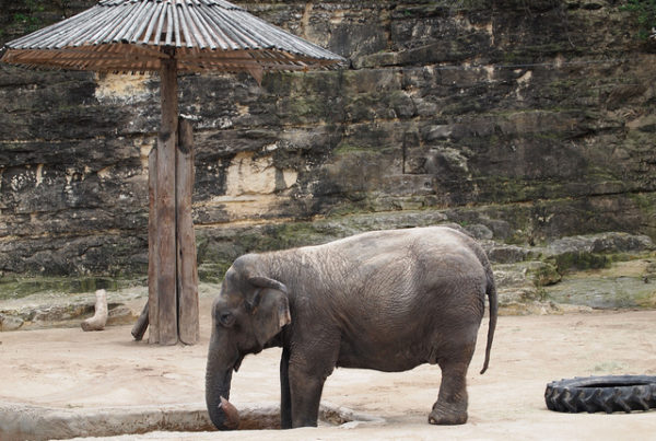 Fact or Fiction: This Week’s Texas Elephant Headlines