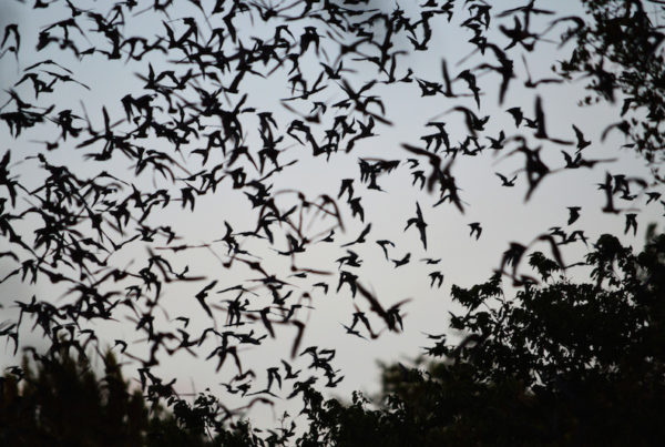 Can Bats Conquer Zika?