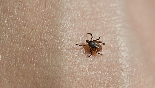 Sun’s Out, Ticks Out: How to Avoid Ticks in the Texas Summer